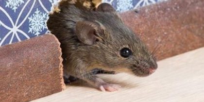 Какие запахи категорически не переносят мыши