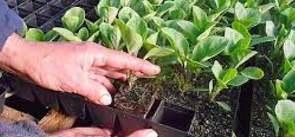 Как вырастить мощную рассаду баклажан
