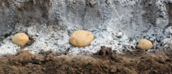 Какой картофель можно сажать