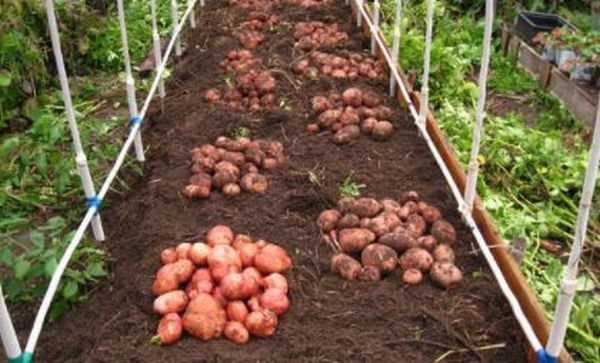 Условия для проращивания картофеля
