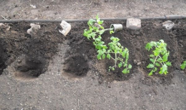 Подготовка грунта для рассады томатов