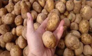 Сколько лет можно сажать картофель одного сорта
