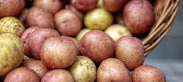 Сколько лет можно сажать картофель одного сорта
