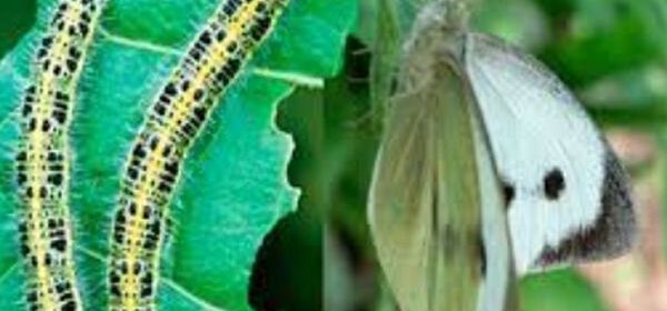 Как избавиться от бабочки-белянки на капусте