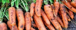 Обязательная подкормка моркови в июле