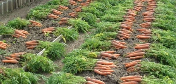 Обязательная подкормка моркови в июле. Что она дает