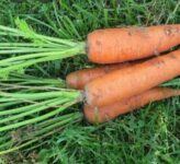 Обязательная подкормка моркови в июле