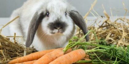 Кто-то ест морковь в земле. Что предпринять