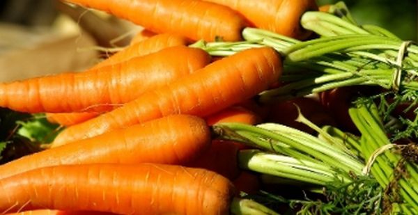 Как уберечь морковь от грызунов