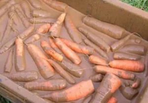 Что делать с морковью после сбора - способы хранения