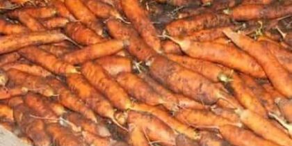 Что делать с морковью после сбора?