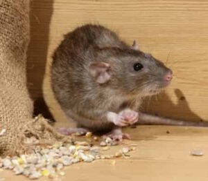 Сорняк, который отпугивает мышей, проверьте, может он растёт и у вас?