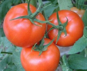 Как сохранить томаты до зимы? Где лучше хранить помидоры?