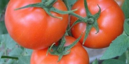Как сохранить томаты до зимы?