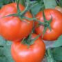 Как сохранить томаты до зимы? Где лучше хранить помидоры?