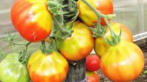 Почему помидоры имеют внутри белую середину и жесткие прожилки?