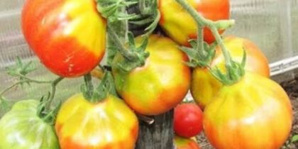 Почему помидоры имеют внутри белую середину и жесткие прожилки?